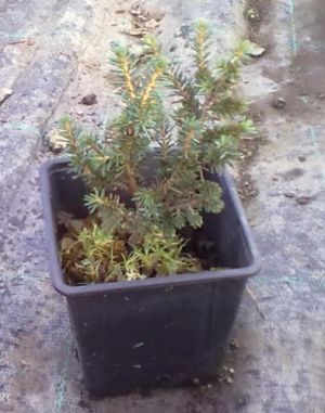 Picea abies 'Karel' - smrk ztepilý