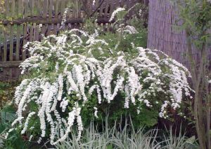 Spiraea arguta - tavolník význačný