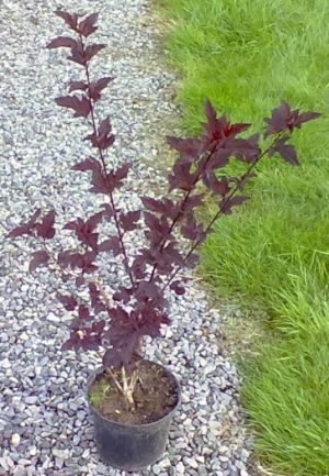 Physocarpus opulifolius 'Purpurea' - tavola kalinolistá