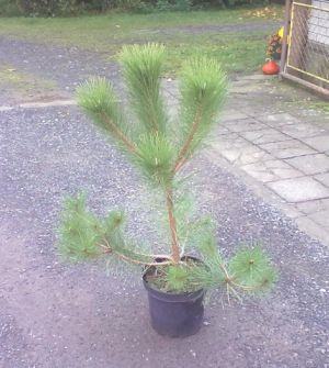 Pinus nigra - borovice černá