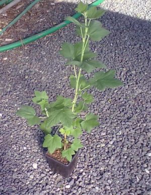 Ribes sanguineum - meruzalka krvavá