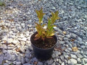 Weigela florida 'Korea' - vajgélie květnatá