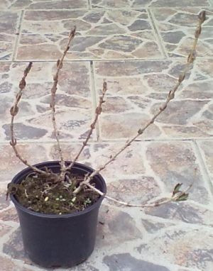 Weigela florida 'Nana Purpurea' - vajgélie květnatá