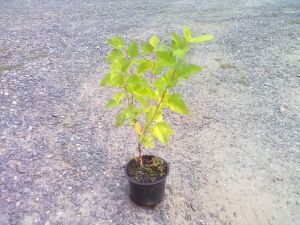 Physocarpus opulifolius 'Dart's Gold' - tavola kalinolistá 