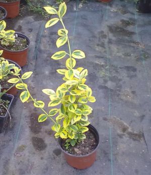 Euonymus fortunei 'Sunshine' - brslen Forthunův 