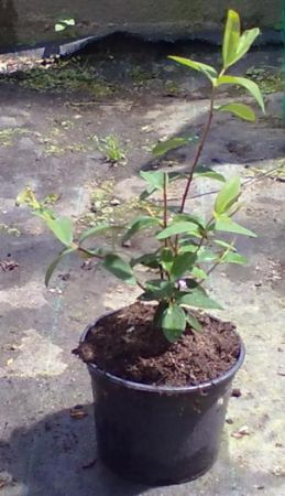 Hypericum hidcote - třezalka Hidškotova