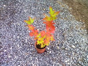 Viburnum opulus - kalina obecná