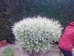 Salix integra Hakuro - Nishiky - vrba japonská