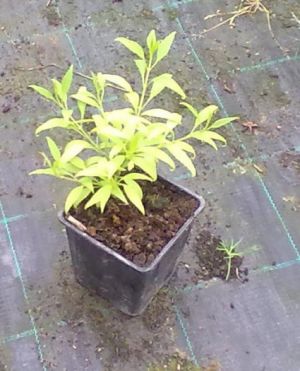 Forsythia intermedia Cortasol - zlatice prostřední