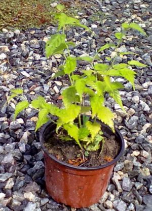 Kerria japonica 'Golden Guinea' - zákula japonská