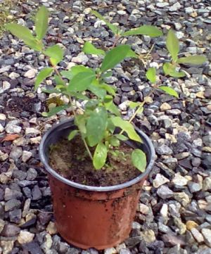 Lonicera kamtschatica - zimolez kamčatský