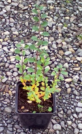 Cotoneaster horizontalis - skalník vodorovný