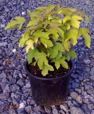 Viburnum opulus 'Park Harvest' - kalina obecná