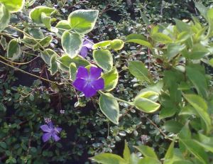 Vinca major 'Variegata' - barvínek větší