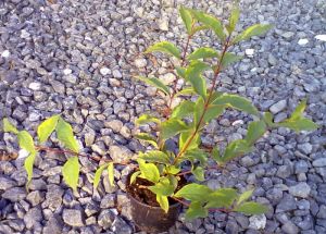 Weigela 'Sunny Princess' - vajgélie 