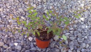 Kolkwitzia amabilis 'Pink Cloud' - kolkvície nádherná