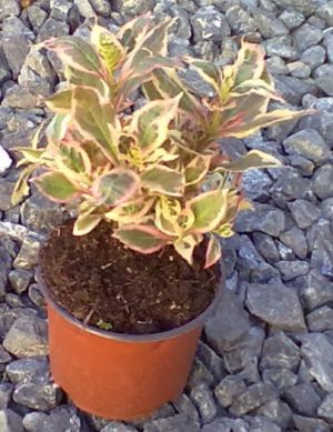 Weigela florida 'Monet' - vajgélie květnatá