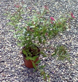 Spiraea japonica 'Anthonny Waterrer' - tavolník japonský