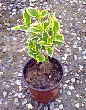 Weigela 'Variegata' - vajgélie květnatá
