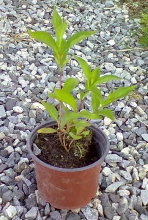 Weigela florida 'Bristol Ruby' - vajgélie květnatá