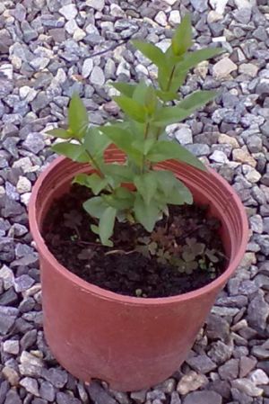 Ligustrum ovalifolium - ptačí zob vejčitolistý