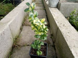 Buxus sempervirens 'Aureovariegata' - zimostráz, buxus obecný