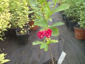Weigela 'Red Price' - vajgélie