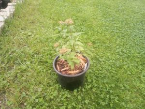 Spiraea japonica 'Albiflora' - tavolník japonský - bělokvětý