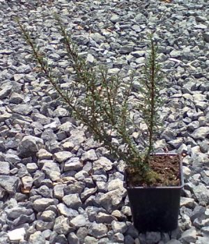 Cotoneaster microphyllus var. thymifolius - skalník drobnolistý