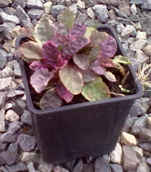 Ajuga reptans 'Tricolor' - zběhovec plazivý
