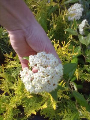 Viburnum 'Pragense' - kalina pražská