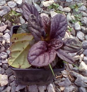 Ajuga reptans 'Atropurpurea' - zběhovec plazivý
