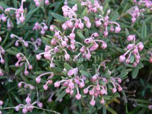 Andromeda polifolia ´Major´ - kyhanka bažinná