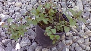 Mentha - máta 'pravá Na mochýto - MOCHYTO'