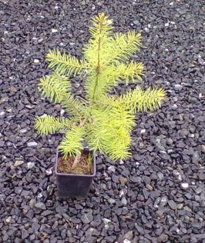 Pseudotsuga menziesii - douglaska Menziesova