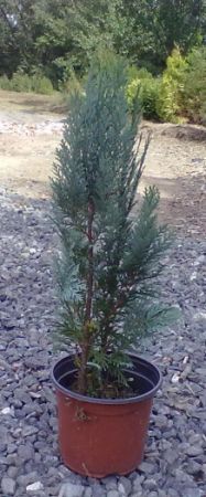 Chamaecyparis lawsoniana ´Alumii´ - cypřišek Lawsonův 