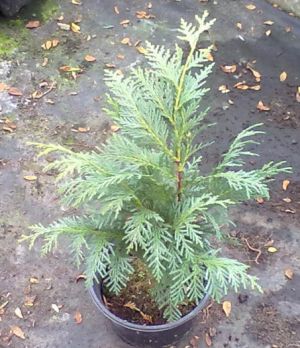 Chamaecyparis nootkatensis ´Compacta' - cypřišek nutkajský 