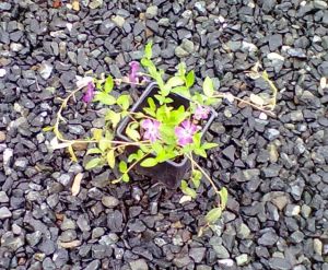 Vinca minor 'Rubra' - barvínek menší