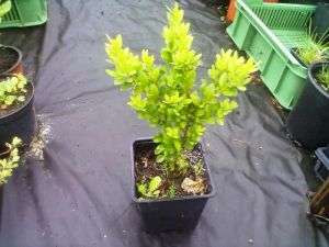 Buxus sempervirens - zimostráz, buxus obecný