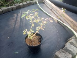 Cornus sanguinea 'Midwinter Fire' - svída krvavá