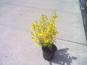 Ligustrum ovalifolium 'Aureum' - ptačí zob vejčitolistý