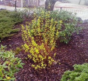 Philadelphus 'Aureus' - pustoryl 