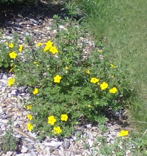 Potentilla fruticosa ´Goldfinger´ - mochna křovitá 