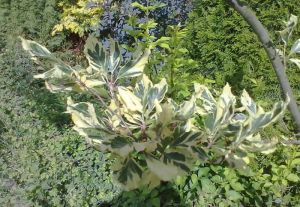 Fagus sylvatica ´Albovariegata´ - buk lesní 