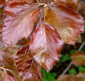 Fagus sylvatica ´Atropunicea´ - buk lesní