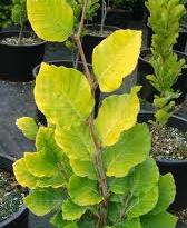 Fagus sylvatica ´Dawyck Gold´ - buk lesní 