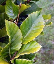 Fagus sylvatica ´Dawyck´ - buk lesní 