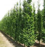 Fagus sylvatica ´Fastigiata´ - buk lesní 