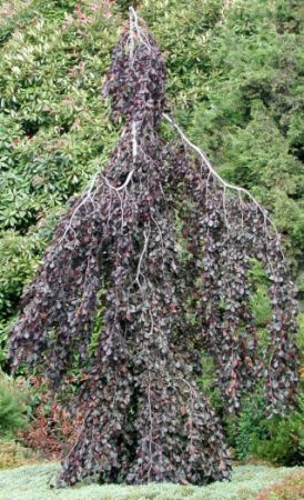 Fagus sylvatica ´Purpurea Pendula´ - buk lesní 