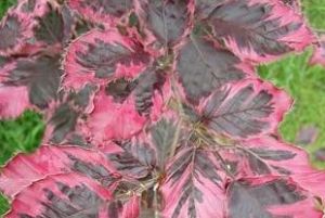 Fagus sylvatica ´Purpurea Tricolor´ - buk lesní 